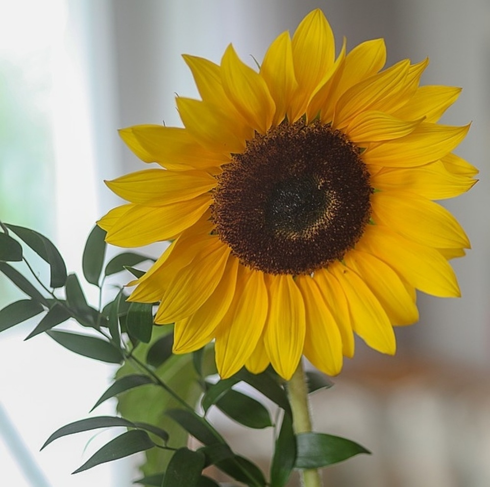 Meet your Posher, Sally